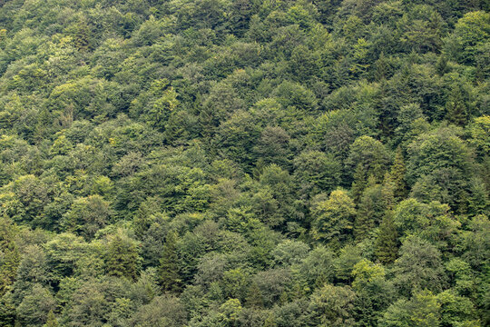 Dense forest view. Forest image to use as background