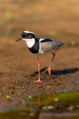 Pied plover on land in tropical Pantanal