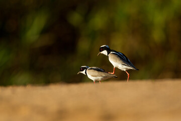 Pied plover on land in tropical Pantanal