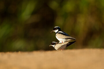 Pied plover on land in tropical Pantanal