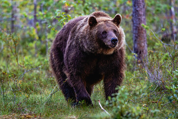 Fototapeta premium brown bear in the forest