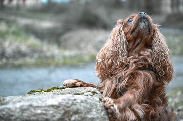 Adorable brown-colored dog perched atop a large rock, its front paws resting on the surface.