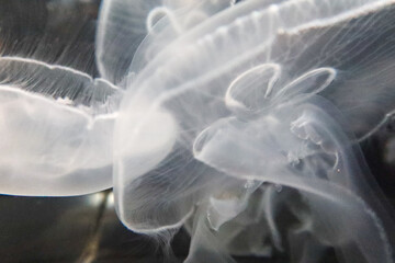 ズームで撮影された白いクラゲ
