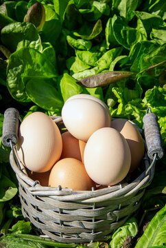 Freshly collected eggs in a basket placed in a field. Rural scene. Front view.