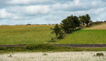 Irish farmland. Meadow fields, green grass, cloudy sky and cows grazing. Cork County Ireland