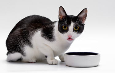 Kot w trakcie jedzenia, siedzi nad miska i patrzy z przerażeniem w obiektyw