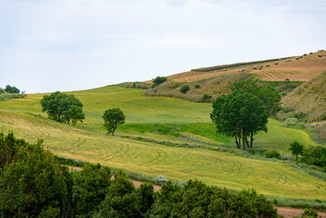 Agricultural Fields in Ragusa - Sicily - Italy