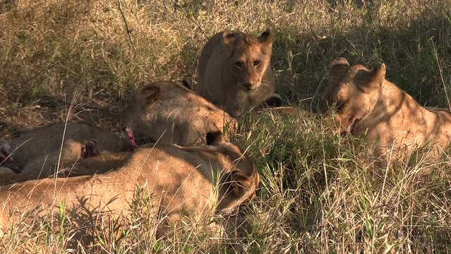Lions lie in the grass and feed on the remains of a carcass. Close up shot.