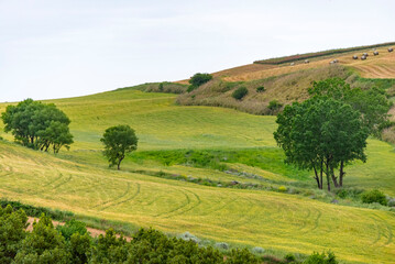 Agricultural Fields in Ragusa - Sicily - Italy