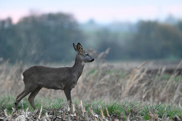 Roe deer early morning before sunrise on a field