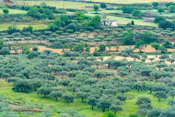 Fototapeta na wymiar Agricultural Fields in Ragusa - Sicily - Italy
