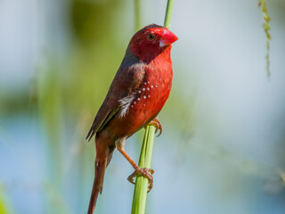 Crimson Finch in Queensland Australia