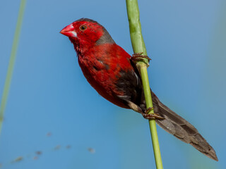 Crimson Finch in Queensland Australia