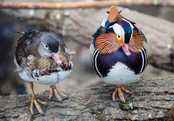 Mandarin Duck.
The mandarin duck is one of the most beautiful birds on our planet. Of course, we are talking about a drake. The duck is also graceful and graceful, but modestly colored.   - 682744509