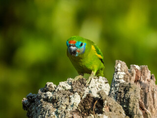 Double-eyed Fig Parrot in Queensland Australia