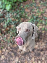 weimaraner licking his big nose