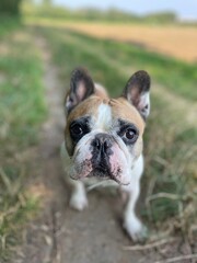 frenchbulldog in a field 