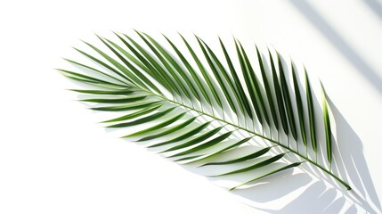 Green coconut leaves for background.Vector.Illustration.