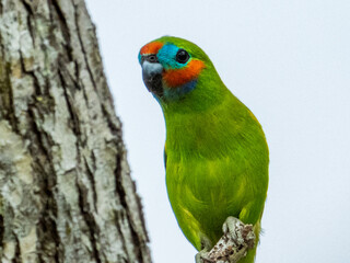 Double-eyed Fig Parrot in Queensland Australia