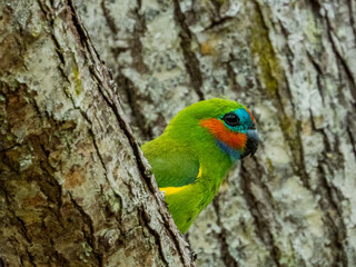 Double-eyed Fig Parrot in Queensland Australia