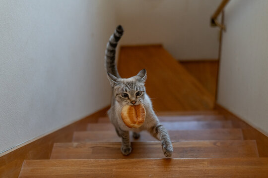 パンをくわえて逃げる猫　シャムトラ猫