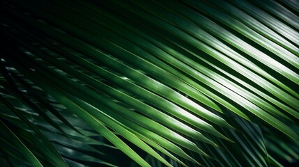 Close-up Shot Showcasing a Green Palm Leaf Illuminated by Sunlight and Shadow