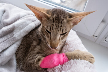 Oriental tabby cat with a bandaged paw and an internal catheter installed under the bandage.