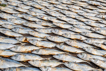 rows of drying mackerel or saba fish on road by ocean in Indian village. poor areas of goa