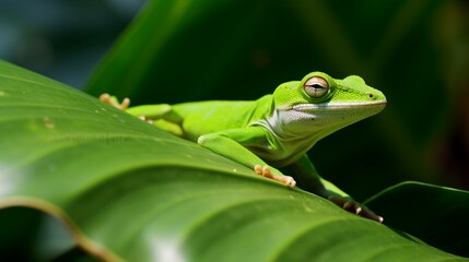 Fototapeta premium Green Anole Resting on a Leaf