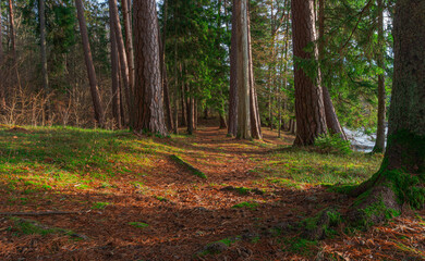 Sunny pine tree woodland background
