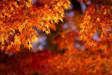 ライトアップされた紅葉