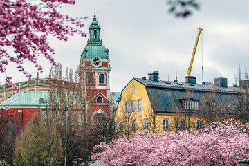 Church of Saint James in Stockholm, Sweden, with vibrant pink blossoms in the foreground