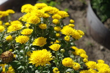 Not fully opened yellow flowers of Chrysanthemums in October