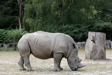 Fototapeta premium White rhinocero (CERATOTHERIUM SIMUM) in Thoiry zoo park, France