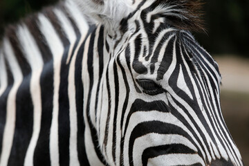 Fototapeta na wymiar Zebra (Equus burchellii chapmani) in Thoiry zoo park, France