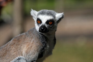 Maki Catta (LEMUR CATTA) in Thoiry zoo park, France.