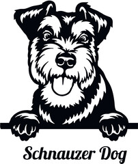 Schnauzer Dog - Color Peeking Dogs - breed face head isolated on white