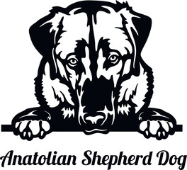 Anatolian Shepherd Dog - Color Peeking Dogs - breed face head isolated on white