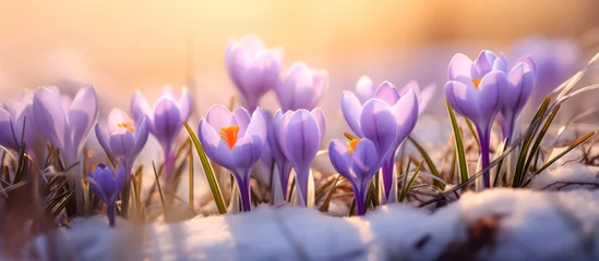 Poster Crocus flowers panorama on a winter day © eyetronic