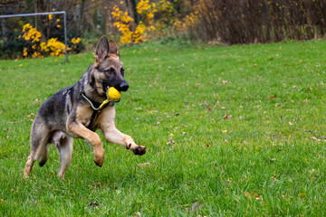 German Shepherd Running with ball in mouth