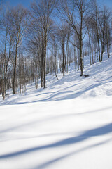 Forest in winter.
Mountain winter landscape with blue sky; Lombardy, Italy .
