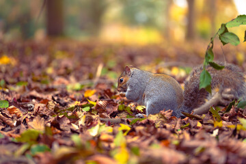 squirrel eating nut