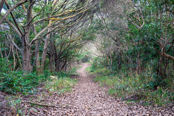Fototapeta premium 日本の兵庫県赤穂市の雄鷹台山のとても美しい秋の風景
