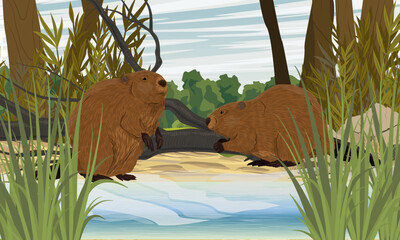 A pair of beavers stand on the shore of a lake in thickets of tall grass. Realistic vector landscape