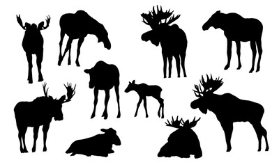 Set of realistic moose silhouettes. Males with large horns, females and cubs of the European elk Alces alces stand, walk and lie down. Realistic vector animals