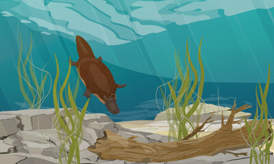The platypus dives to the bottom of the lake with stones, algae and tree trunks. Endemic species of Australia and Tasmania. Realistic vector landscape