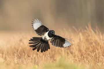 Flying bird Eurasian Magpie or Common Magpie or Pica pica with colorful background
