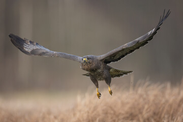 landing Common buzzard Buteo buteo in the fields in winter snow, buzzards in natural habitat, hawk bird on the ground, predatory bird close up winter bird