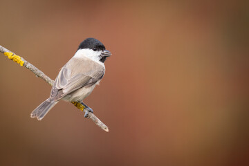 Bird - Marsh tit Poecile palustris perched on branch, winter time Poland Europe