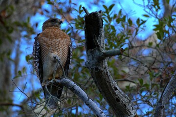 Obraz premium Closeup shot of a red-shouldered hawk perched on a tree branch